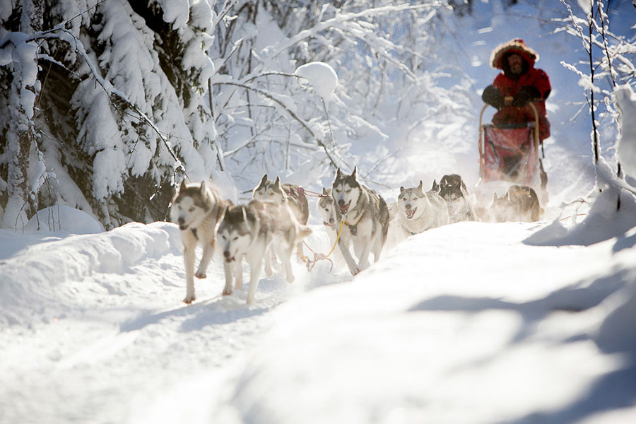 Discover the excitement of dogsledding, and become the leader of the pack.