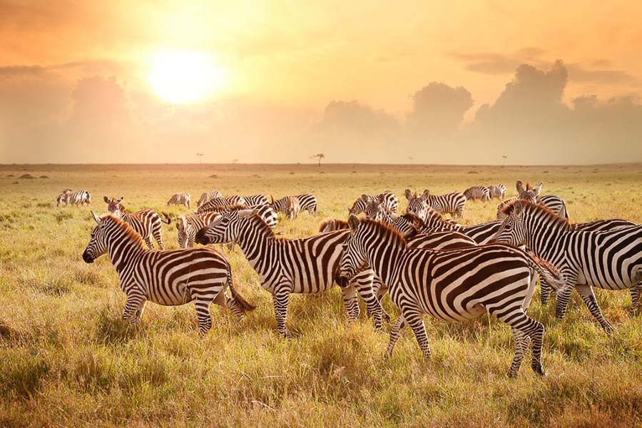 Travel across the savannah in private vehicles. Witness Africa’s wildlife completely free.