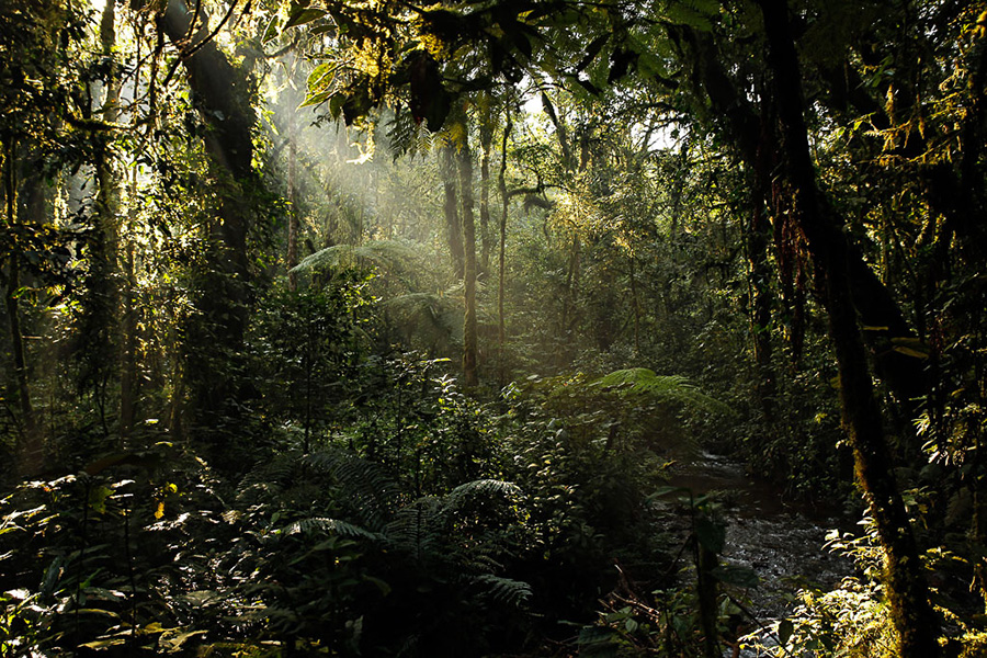 Hike into the impenetrable forest of Bwindi, and track the Gorilla families that lurk in the mist.