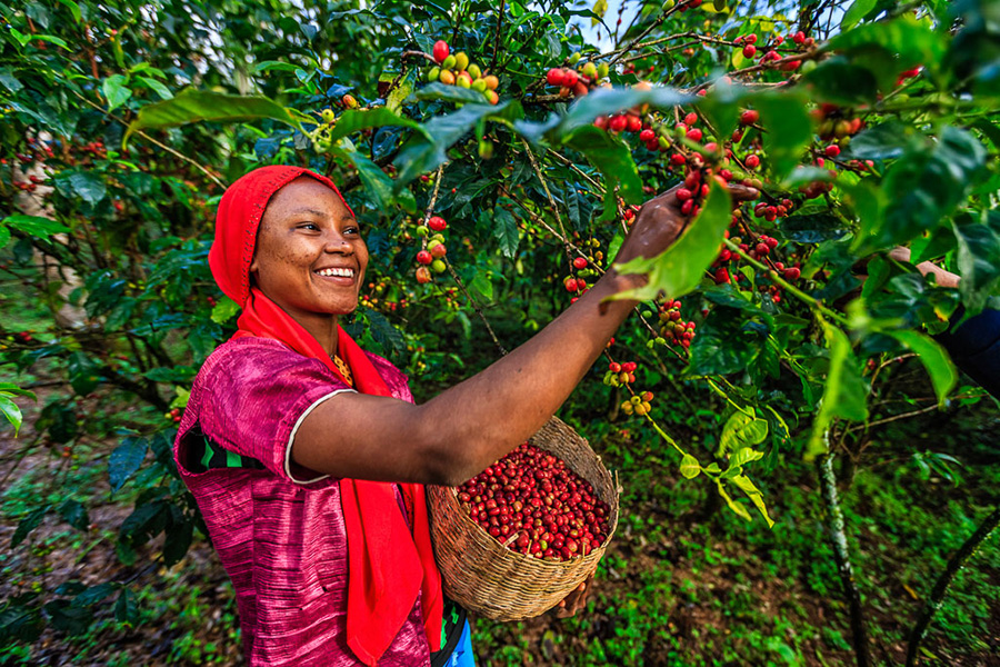 Ethiopia is the origin of many good things. Coffee is one of them. Visit Yirga Alem and drink some of the best brews in the world.