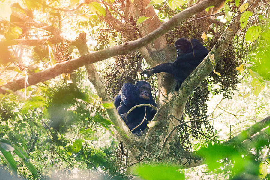 Go chimpanzee tracking with some of my zoologist friends. Discover the secrets of evolution and pay a visit to our closest relatives.