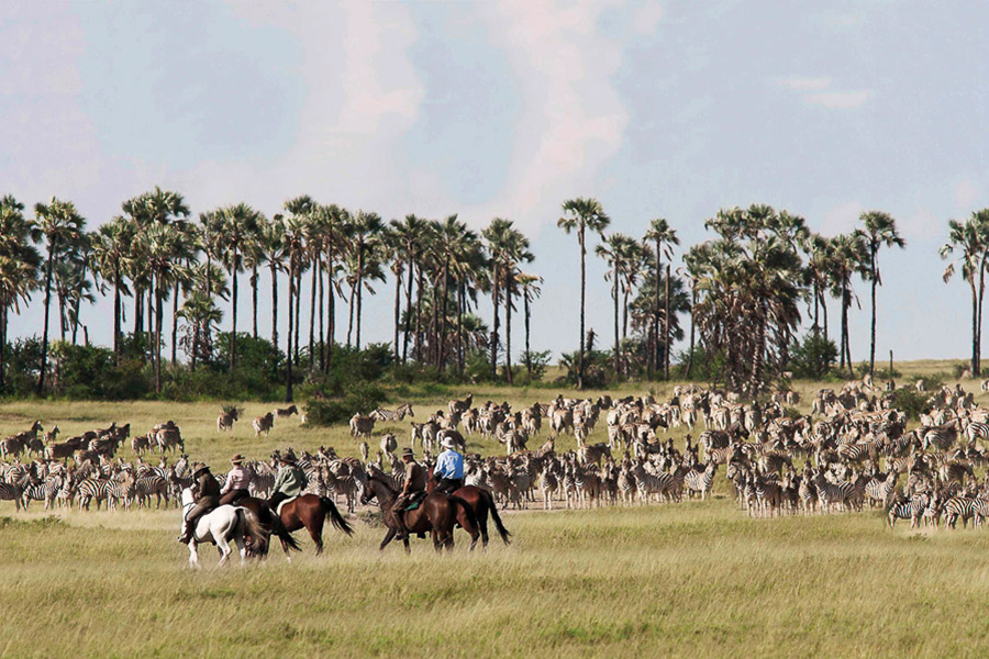Saddle your horse and go for a ride on the Salt Pans. Meet some of your horse’s wild cousins.
