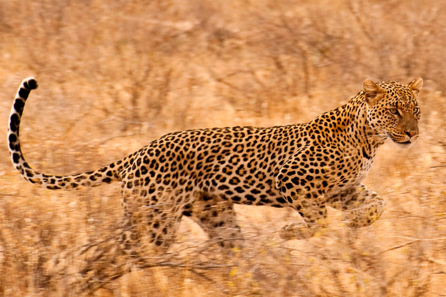 Our game drives and walks will allow you to experience the wildlife first hand. Our expert guides will get you close to the action.