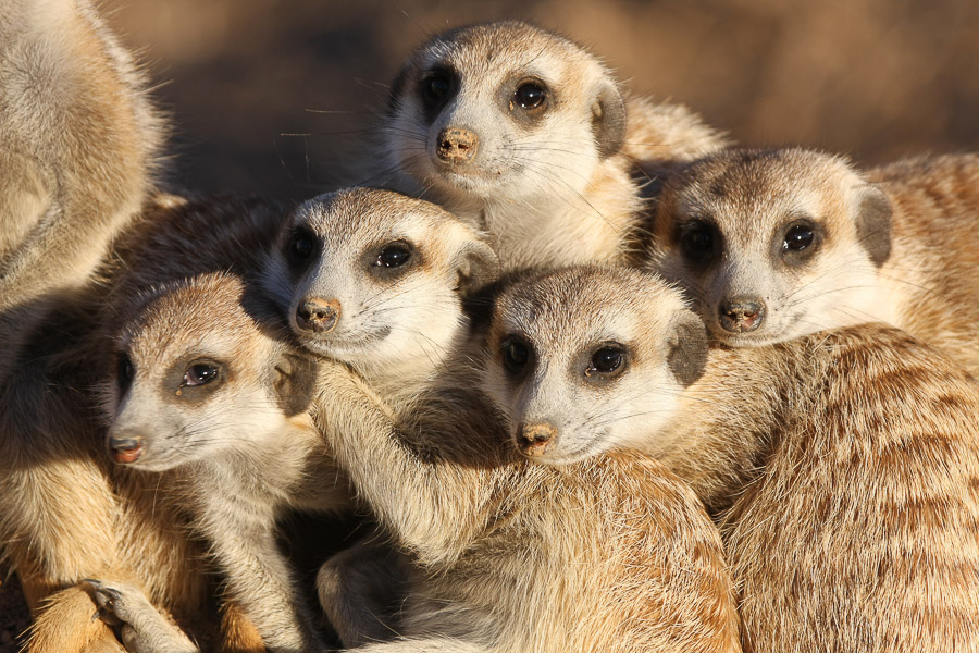 Get playful with a family of meerkats. In their opinion, you are one of the attractions.