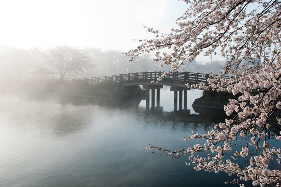The cherry blossom announces the coming of Spring. Partake in this renewal of life, away from the crowds.