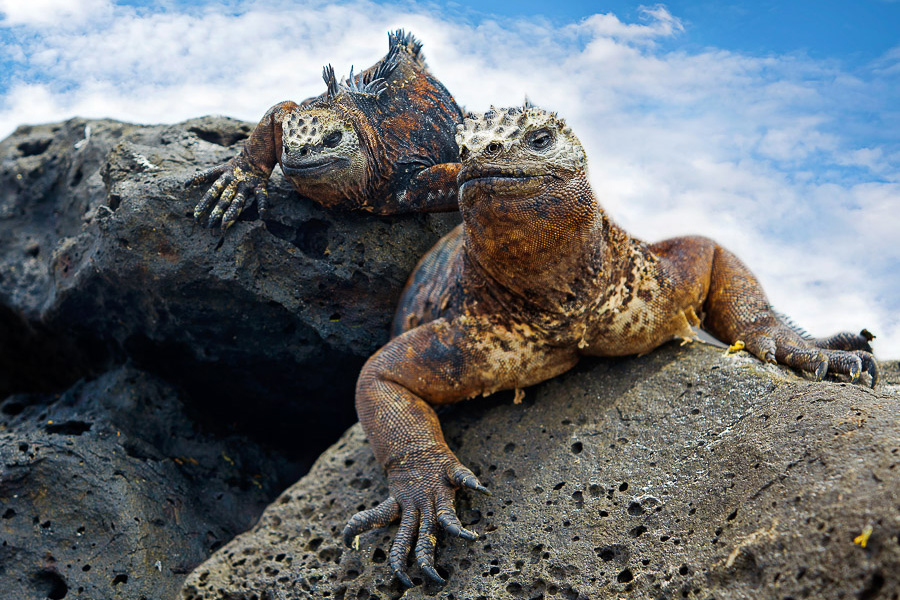 Discover the natural mysteries of The Galapagos. There is a naturalist on board to assist you.