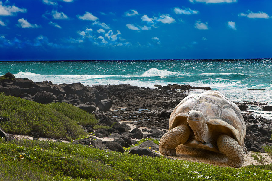 The giant tortoises are long-lived. Some of them were born in the late 19th century.