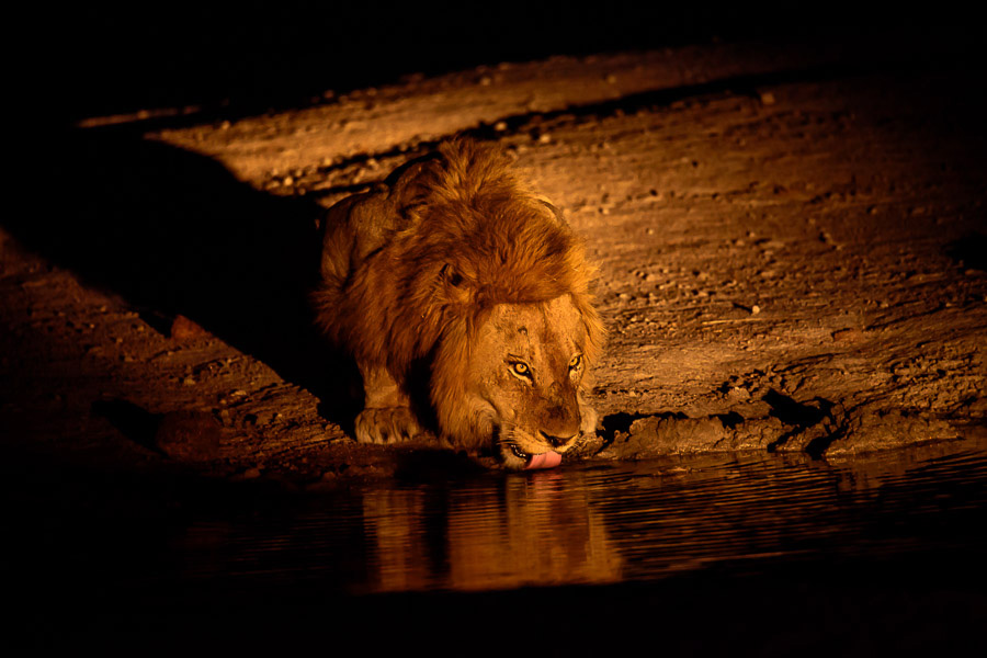 Night drives are a great way to see carnivores and more elusive species. Our expert guides will be your interpreters in this excursion to the wild.