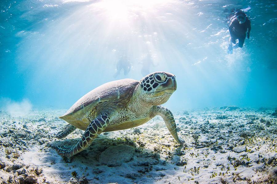 Snorkel in some of the world’s most beautiful coral reefs, and swim with the dugong.
