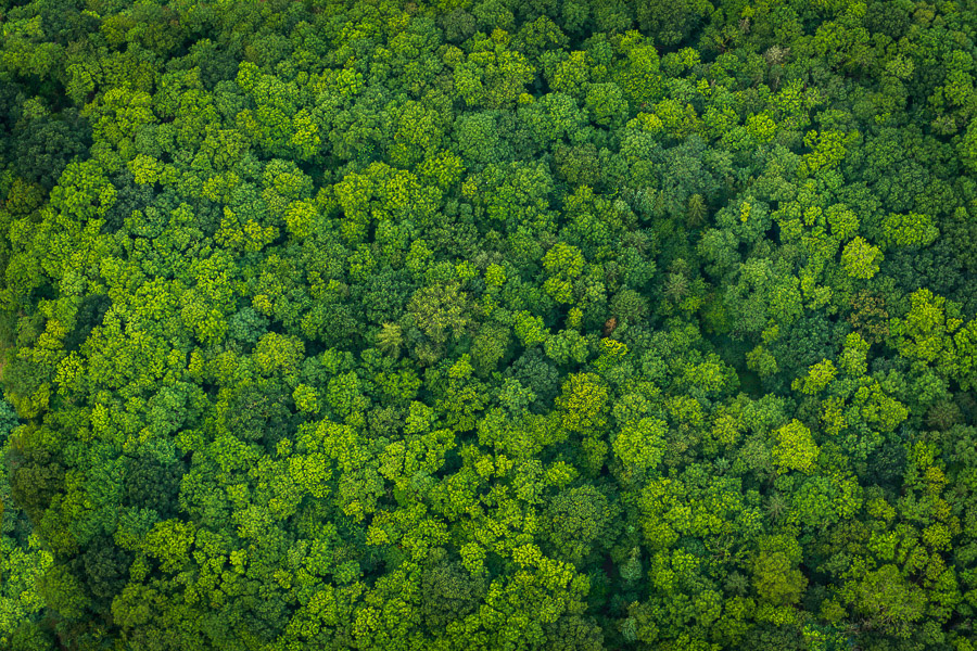 Discover the Amazon Forest, one of the last unexplored frontiers.
