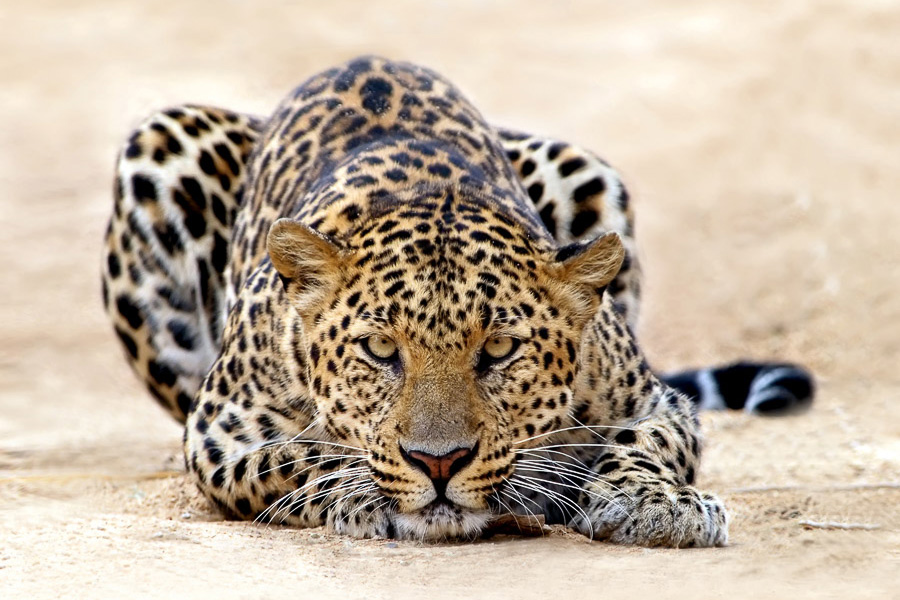 Take a game drive and see the wildlife up close. Be a bit more adventurous and explore on foot, alongside the Zu/’hoasi bushmen.