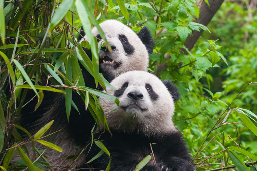 See the Giant Pandas in their habitat. In Bifengxia Panda Base, researchers and volunteers are doing what it takes to preserve this species.