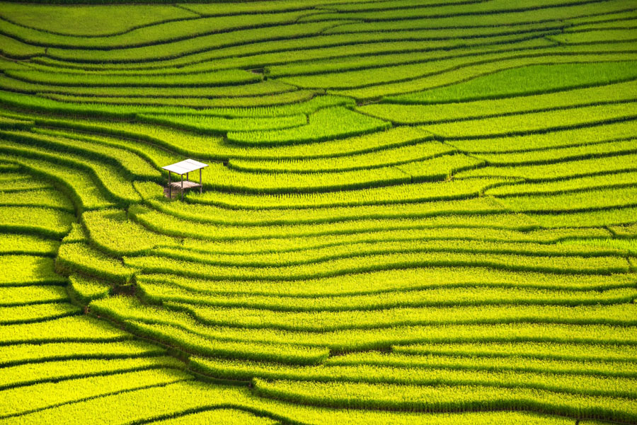 Go for a stroll along the rice terraces and eat lunch with a local family, who will open their doors to you and treat you as friends.