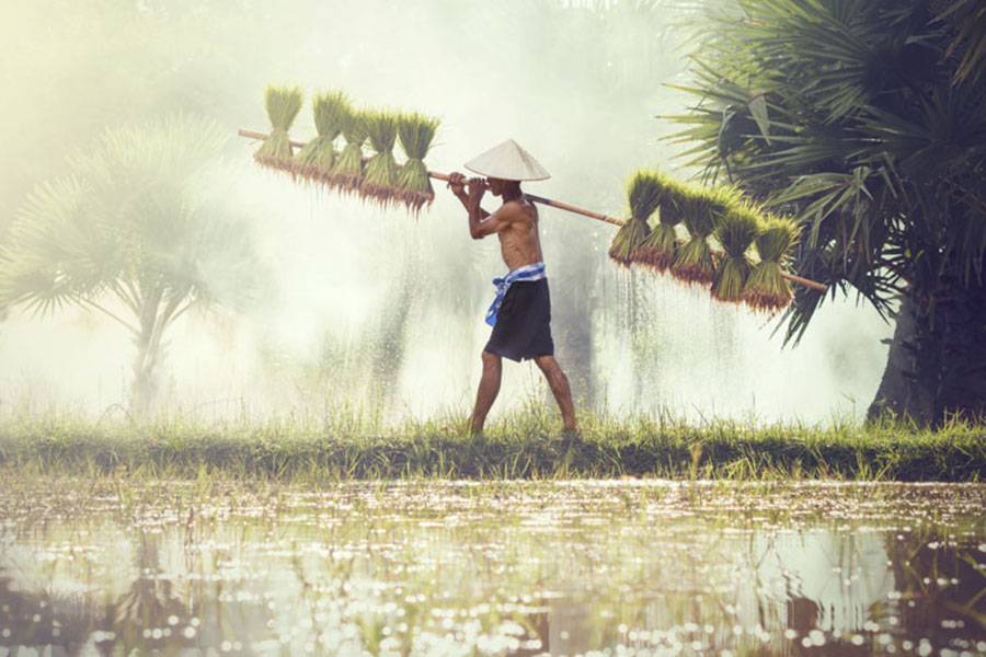 Become a rice farmer for a day, and learn about the hardships and the joys of traditional agriculture.