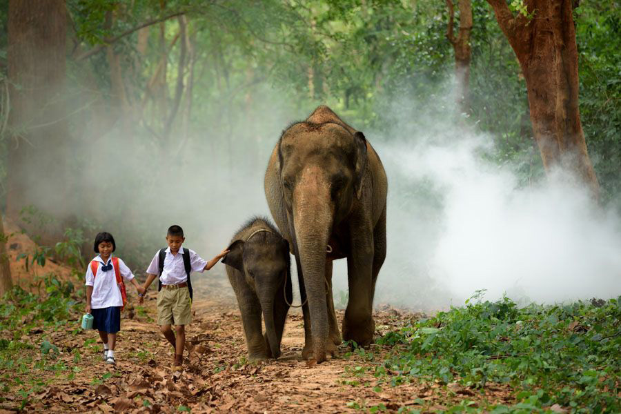 Ride an elephant through the jungle and discover the natural wonders of Laos, quite literally, on the shoulders of giants.