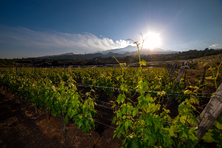 Explore the many craters of Etna. Then taste the unique notes that volcanic soil gives to wine, in a tour of wineries in the vicinity of the volcano.