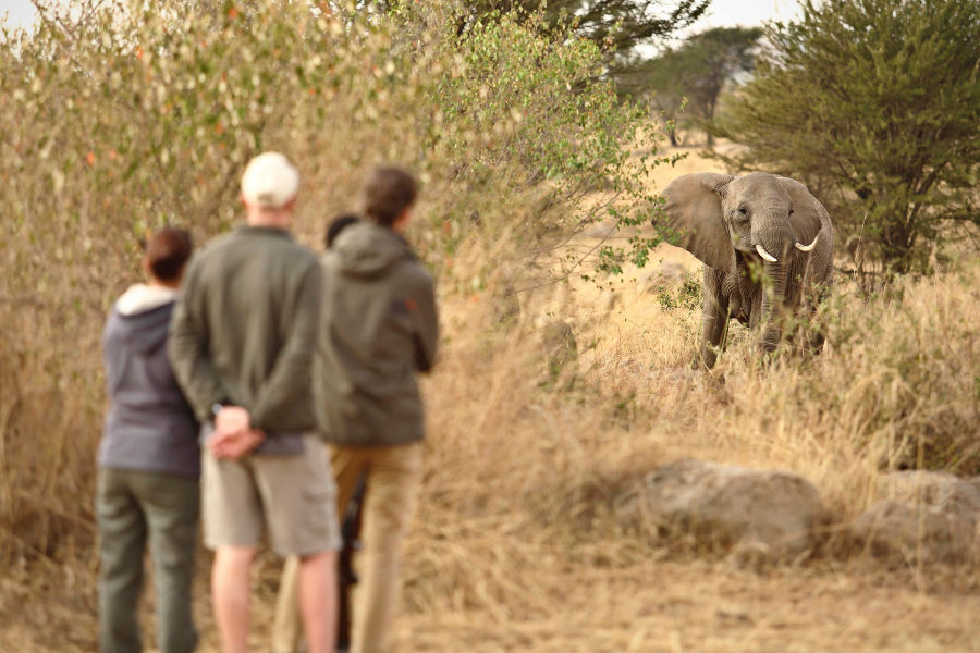 Enjoy game walks and experience the Serengeti through the stories of the animals that dwell in it.