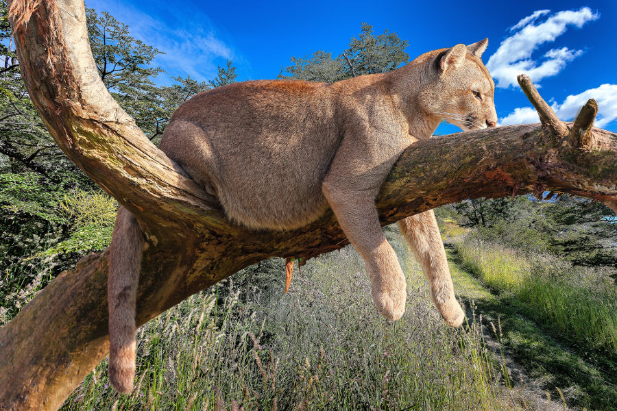 Turn your off-road adventure into a Safari and go in search of the elusive puma. This is a boon for photographers.