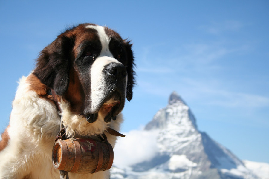 Hike to the Great St. Bernard Pass and join the monks for tea. They have been the guardians of the pass since the 10th century.