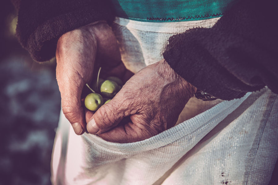 Visit the artisans themselves, and taste the finest olive oil in Croatia and some very special wines.