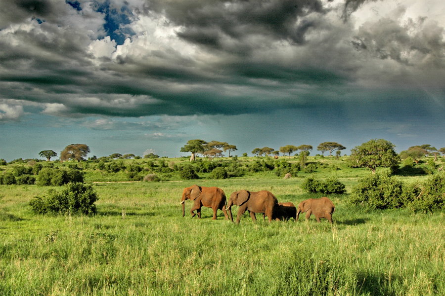 Discover an authentic safari experience in the remote reaches of Tarangire National Park. Go on game drives, and game walks along the baobab studded landscape.