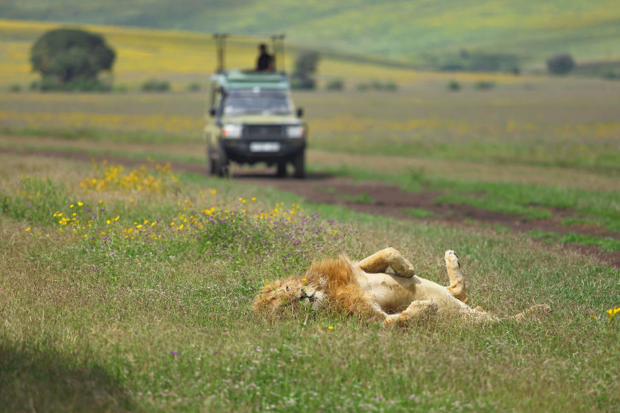 Explore the magical landscape of Ngorongoro and depending on the season, witness the drama that is the Great Migration.