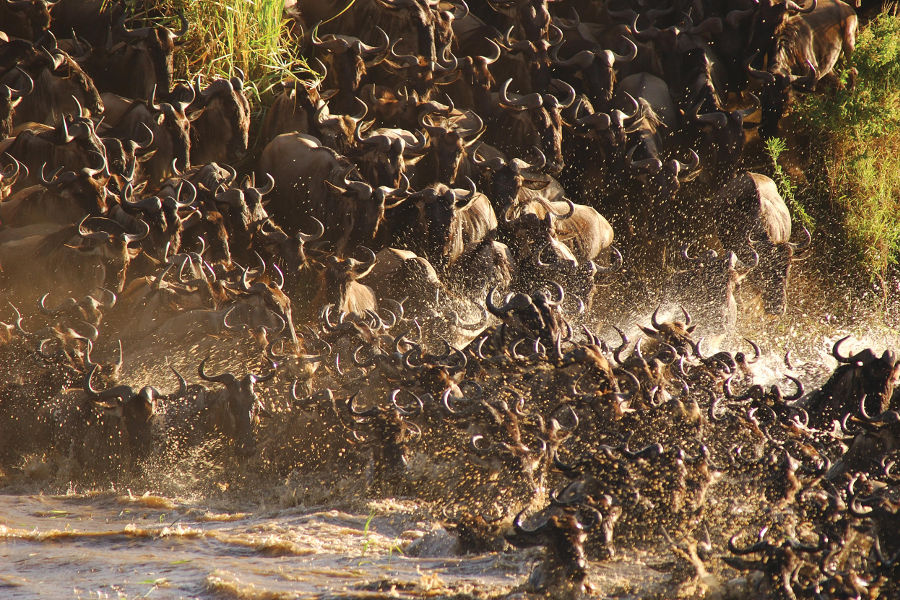 Experience the great migration of wildebeest, zebras and gazelles. Follow the Great Migration as you move from camp to camp inside Serengeti.