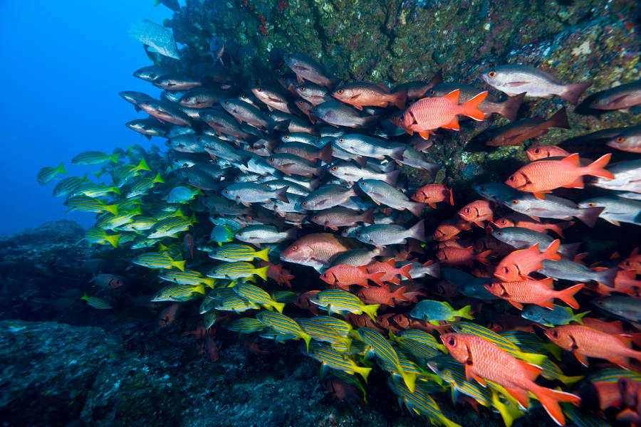 Join a group of expert guides and explorers that will take you on pelagic adventures and a deep experience of unique wildlife.