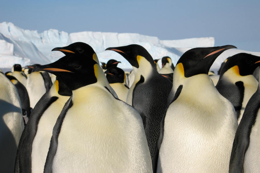 Stand amid thousands of Emperor Penguins. A natural spectacle reserved for a select few.