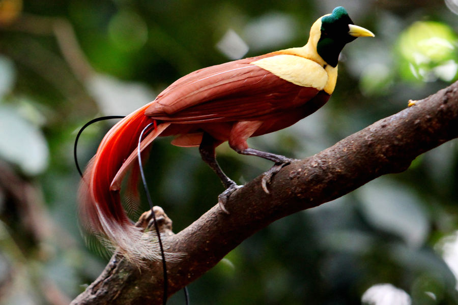 Trek in the jungles of Papua New Guinea and feed birds of paradise on their natural habitats.