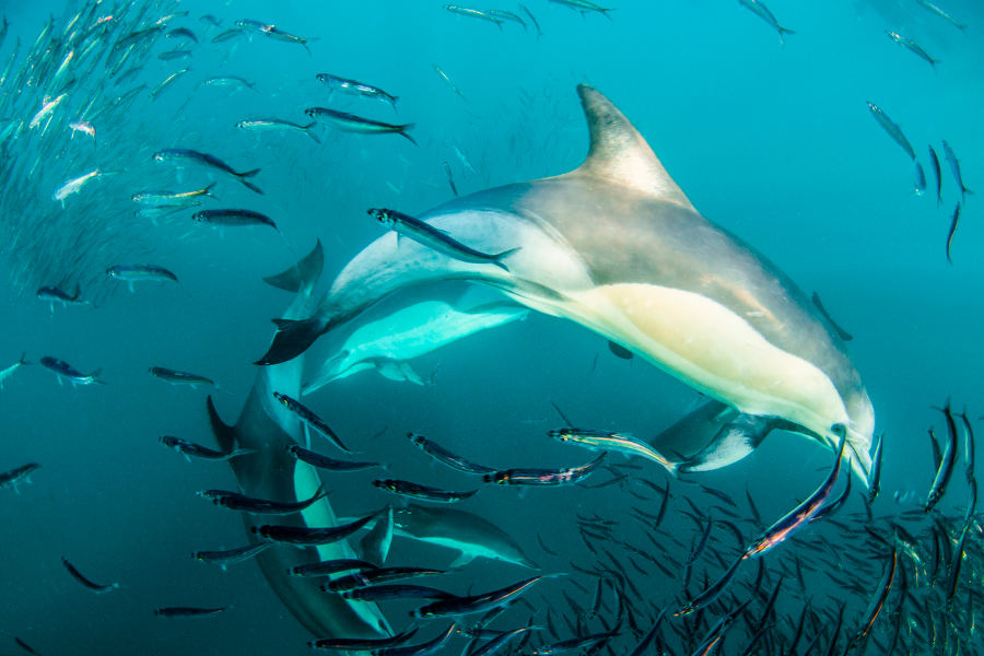 Follow the Sardine migration, as millions of fish travel from to warmer waters, and a host of predators follow suit. This is one of Nature’s biggest displays.