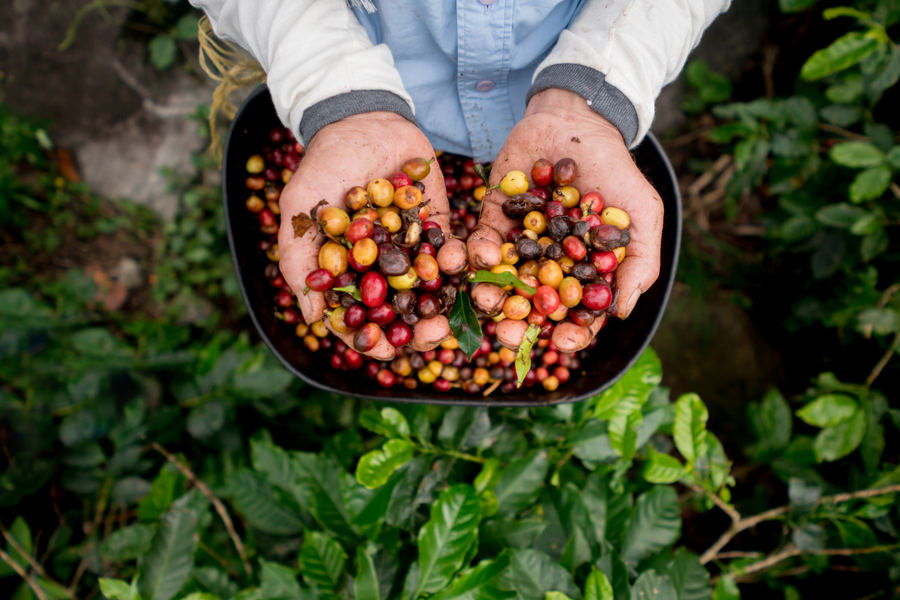Visit numerous plantations in Colombia’s Coffee Triangle. Take it a step further, and go from hacienda to hacienda on a noble Pasofino.