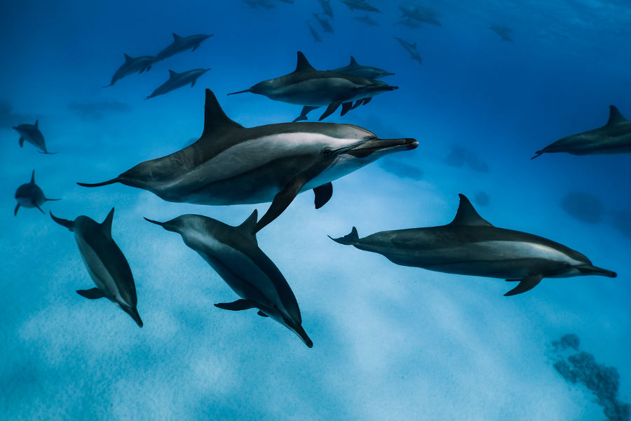 Swim with thousands of spinner dolphins in their natural habitat.