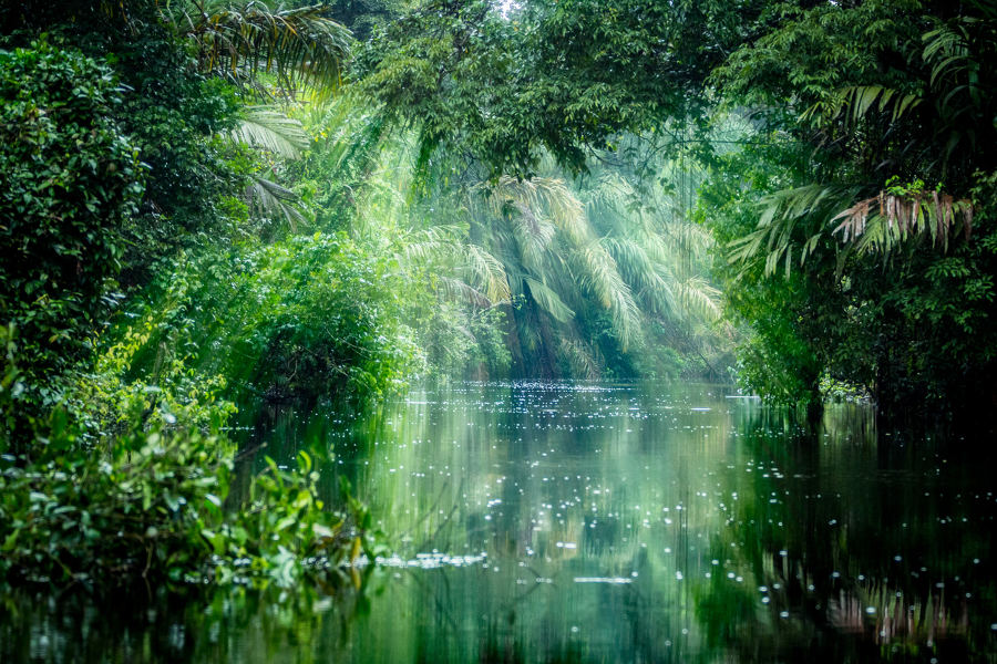 Explore remote regions of Costa Rica to discover impenetrable forests, unique wildlife, and intricate waterways.