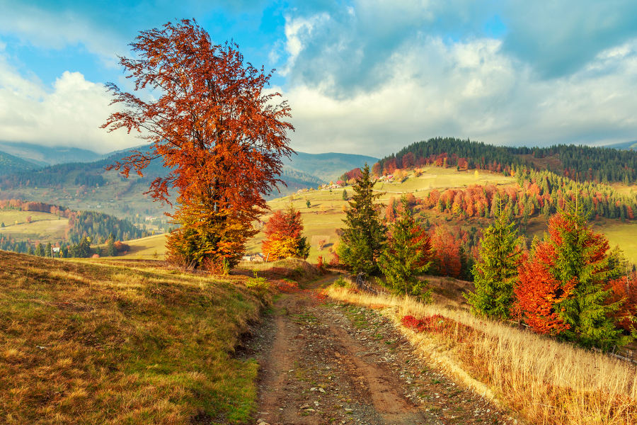 Track bears, or ride horses for hours on end. There are no fences in the Transylvanian forest.