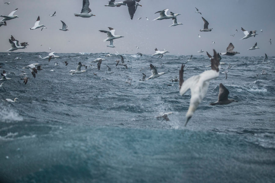 Dive into the middle of the action, as multitudinous pods of dolphins, whales, sharks and gannets gather around the sardines.