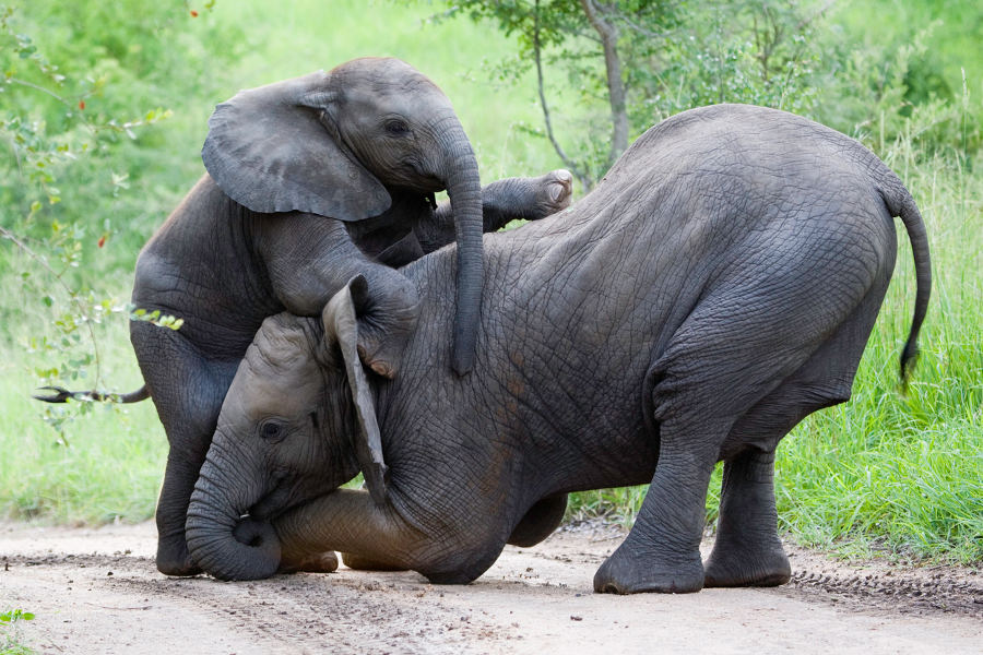 Head inland for a ― dryer ― wildlife experience and enjoy Africa’s Big Five.