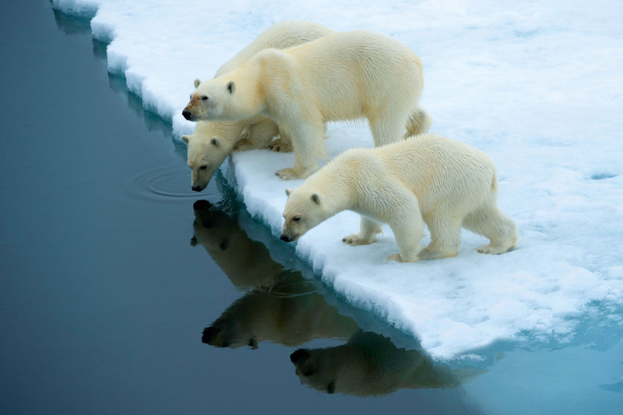 Explore Franz Joseph Land and discover the polar wildlife in this remote archipelago.