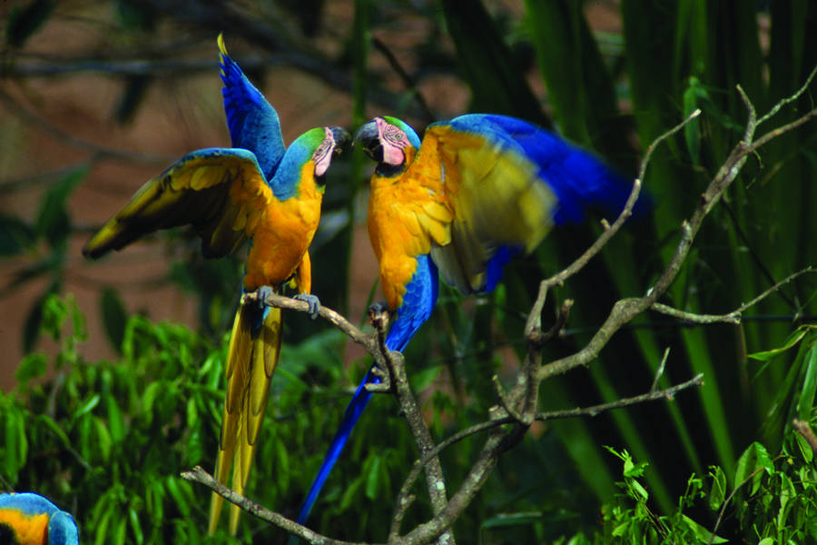 Enjoy diverse activities in the rainforest, from wildlife photography, to kayaking and trekking in the jungle.