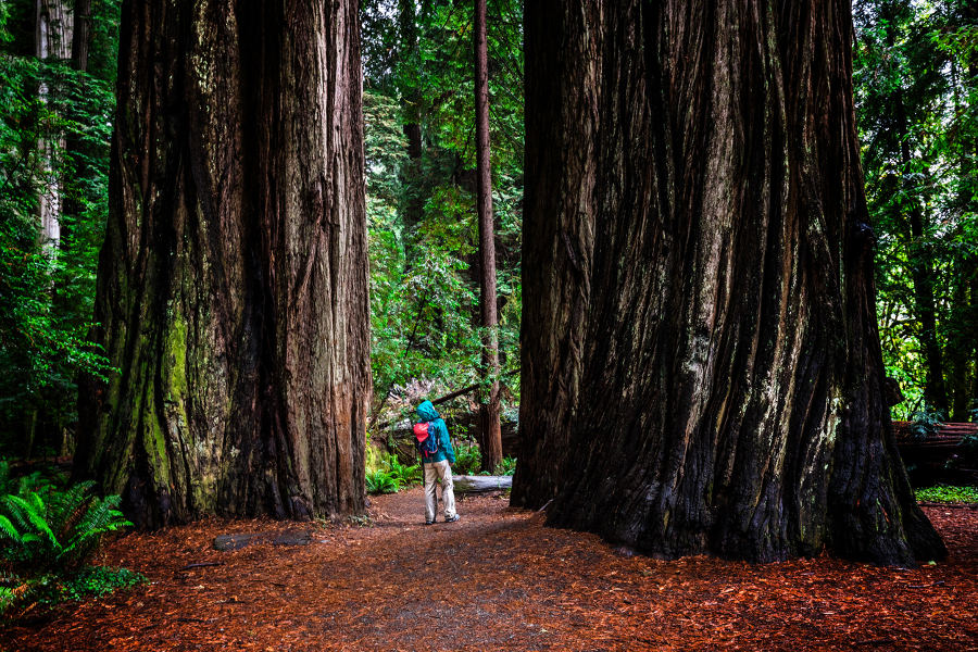 Start in Seattle and traverse the length of the Pacific Coast to Sn. Francisco. Enjoy culinary delights and natural wonders. From towering buildings in modern cities, to the skyward redwoods of Northern California.
