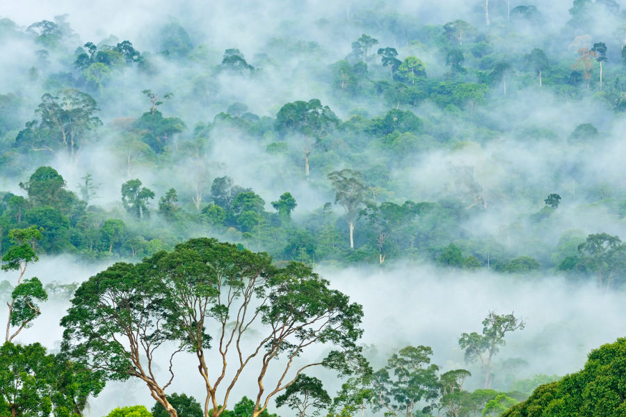 Access the impenetrable jungles of Borneo with the right tool for the job: state-of-the-art off-road vehicles, modified specially for this expedition.