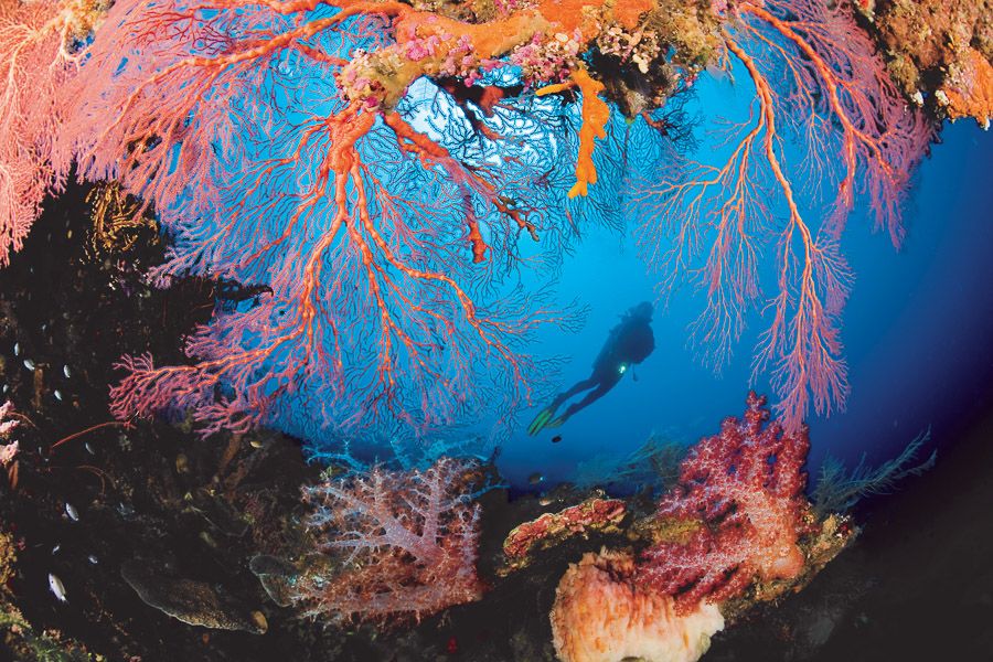 Dive in clear waters of Tufi, and enjoy a natural landscape that can only be described as Tropical Fjords. Breathtaking scenery, without the cold.