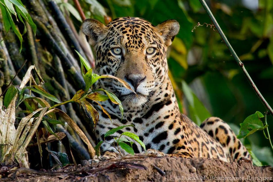 Experience the varied wildlife of the rainforest, from the colorful macaws, to the elusive jaguar.