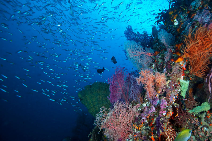 Enjoy the best snorkeling and diving in Wild Raja Ampat and the rest of the Coral Triangle, a remote Paradise of unsurpassing beauty and natural richness.