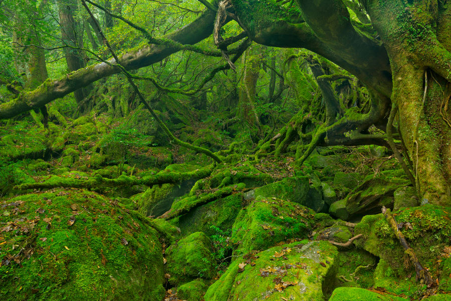 Lose yourself in the primordial forests of Yakushima. The thousand-year-old trees carry a unique spiritual quality.