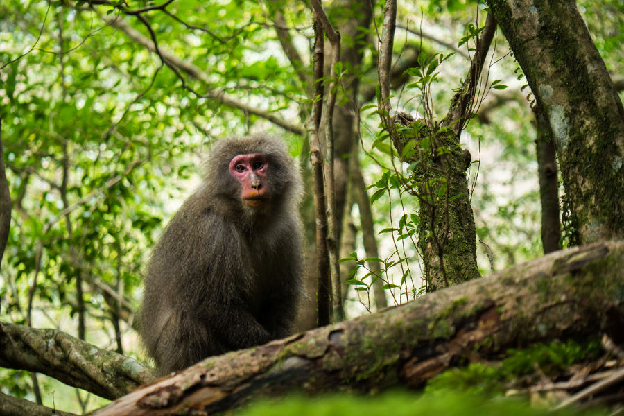 Experience powerful nature and sacred sites that intermingle in off-the-beaten-path regions of Japan.