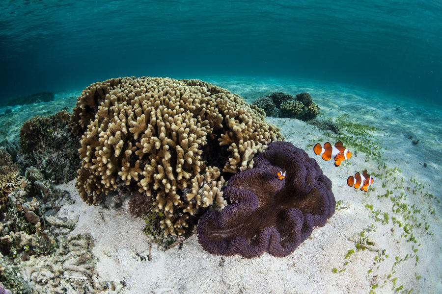 Sail to the mystical Alor archipelago, remote islands brimming with amazing diving and villages that can only be reached by sea or by foot.