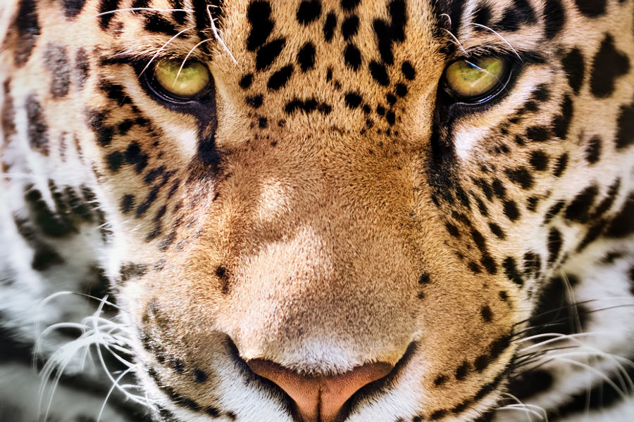 Travel to remote regions of Pantanal, and alongside scientists and conservationists spot South America’s biggest cat, the elusive Jaguar.