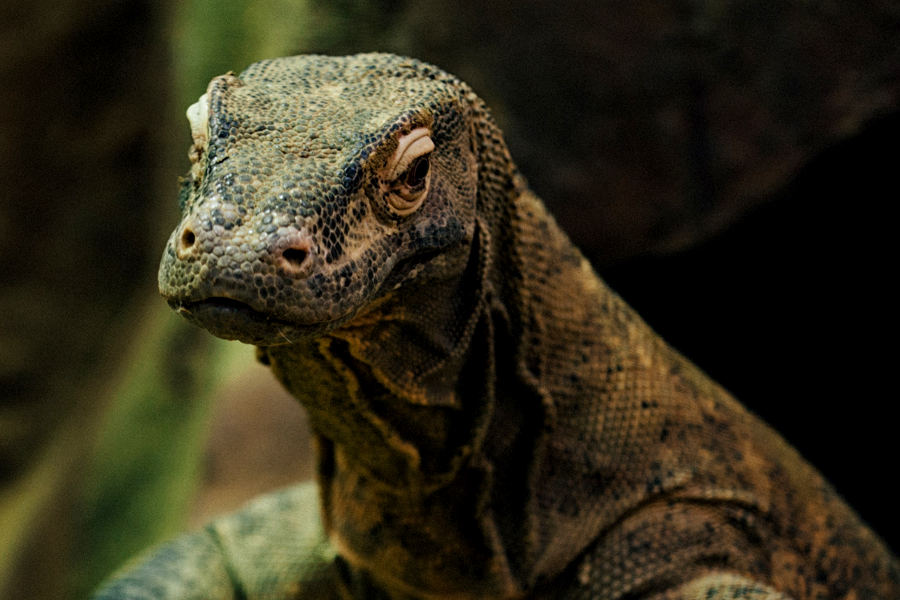 Venture to the Komodo archipelago, where you will explore the natural ecosystem of the largest lizard in the world: the Komodo Dragon.