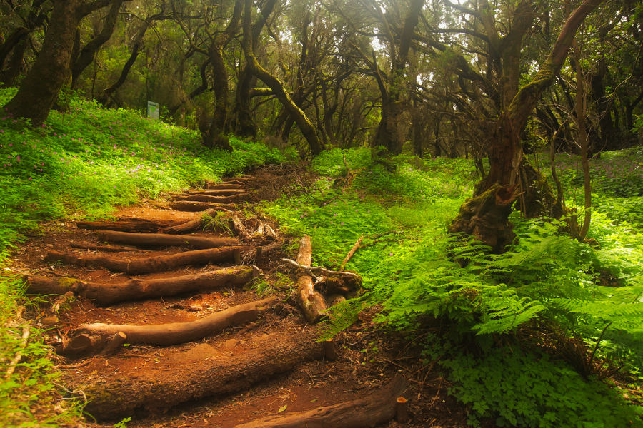 Thousands of kilometres of marked trails make the Canaries a true paradise for hikers.